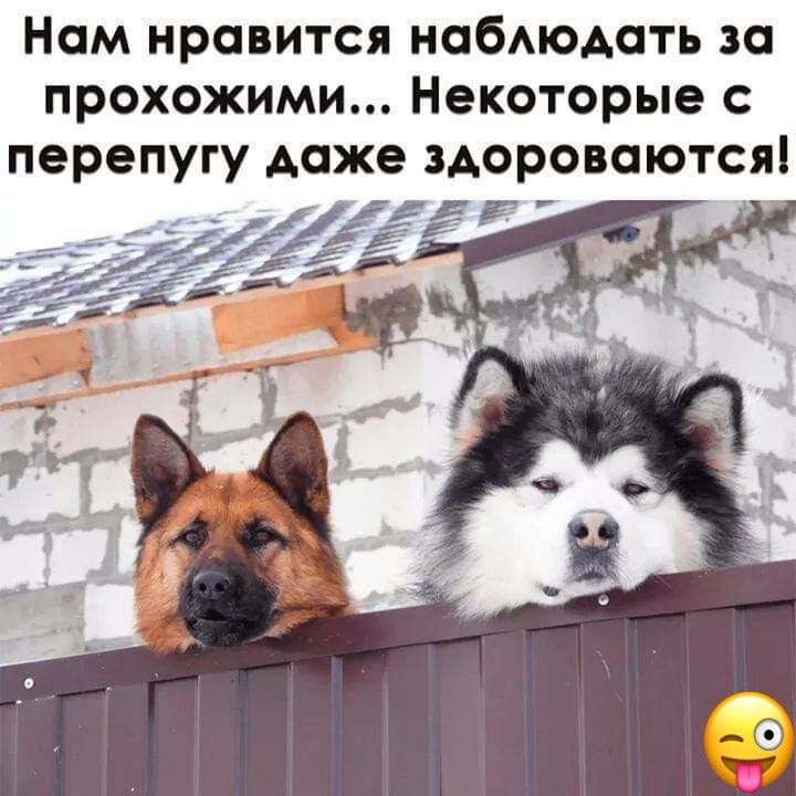 Ном нравится набюдоть за прохожими Некоторые с перепугу доже здоровоются
