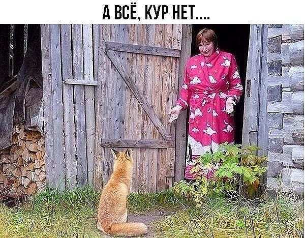 ВСЁ КУР НЕТ