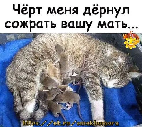 Чёрт меня дёрнул сожрать вашу мать