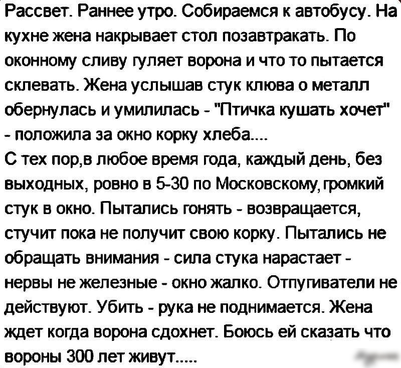 Рассвет Раннее утро Собираемся к автобусу На кухне жена накрывает стол позавтракать По оконному сливу гуляет ворона и что то пытается склевать Жена услышав стук клюва о металл обернулась и умилилась Птичка кушать хочет положила за окно корку хлеба С тех порв любое время года каждый день без выходных ровно в 5 30 по Московскому громкий стук в окно Пытались гонять возвращается стучит пока не получит
