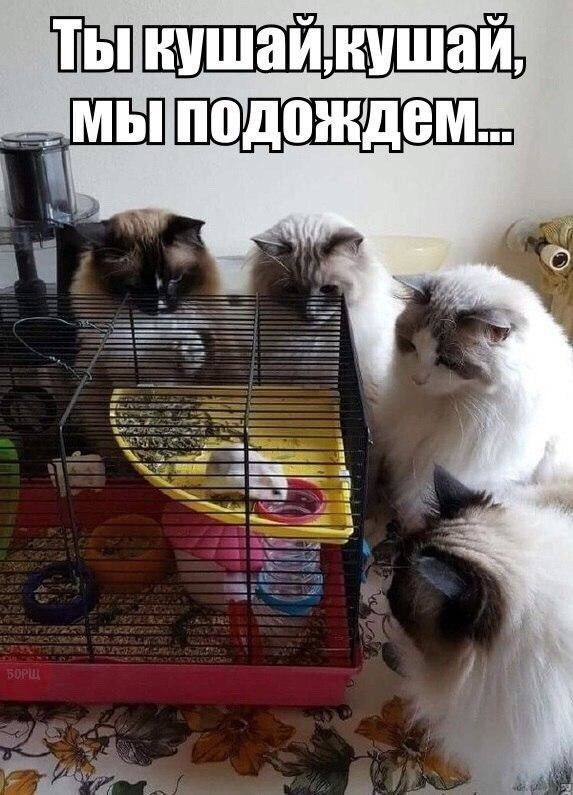 ции ч