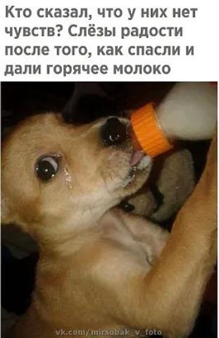 Кто сказал что у них нет чувств Слёзы радости ПОСЛЕ ТОГО КВК СПЗСЛИ И дали ГОРЯЧЕЕ МОЛОКО