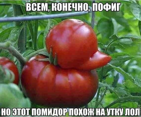кі Ёвімнпнвчнппофигдё 2 у ноъзііітппМд