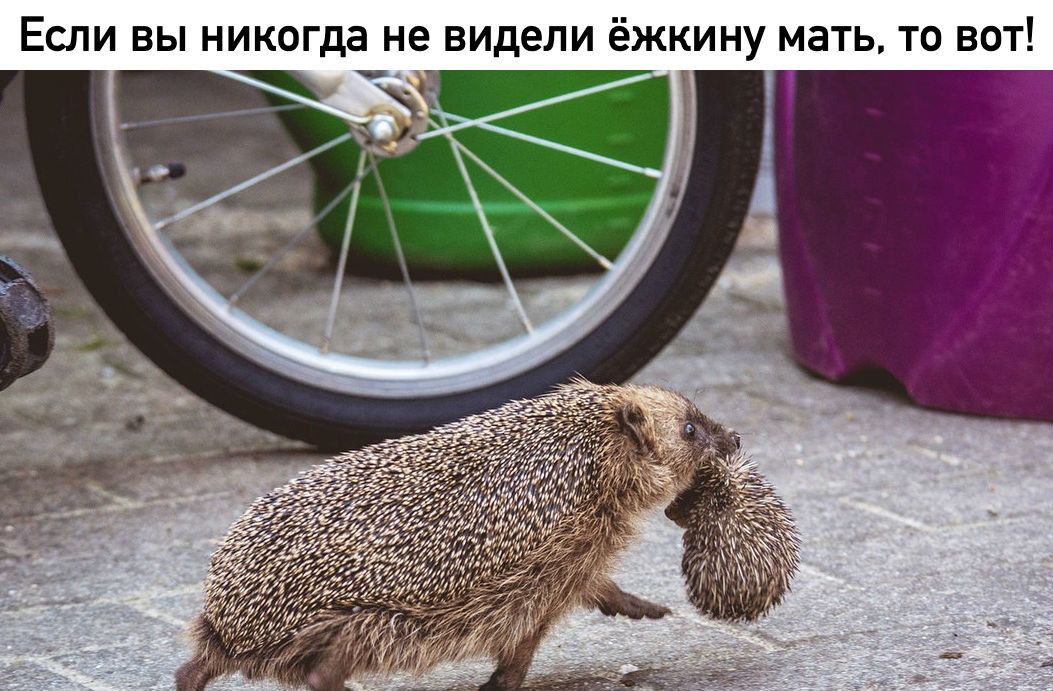 ЕСЛИ ВЫ НИКОГДЭ не видели ёЖКИНУ МЭТЬ ТО ВОТ