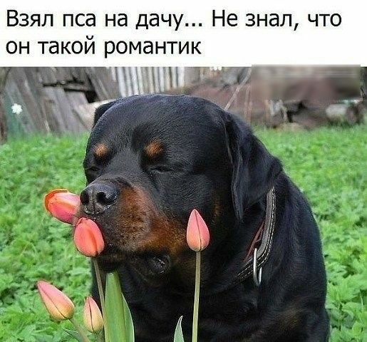 Взял пса на дачу Не знал что