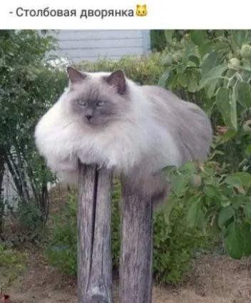 Сюпбоваи дворника