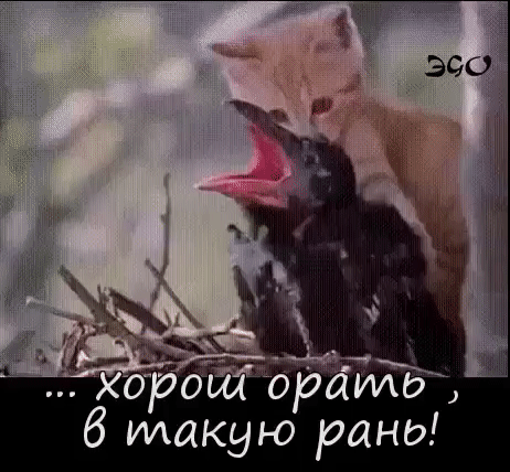 эш _ хооиорауио б макую рано