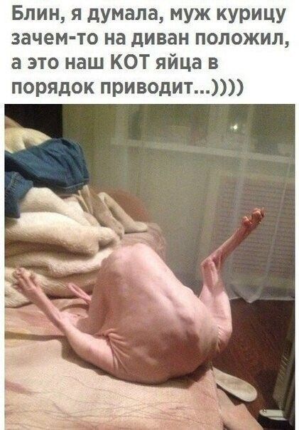 Блин я думала муж курицу зачем то на диван положил а это наш КОТ яйца в порядок приводит