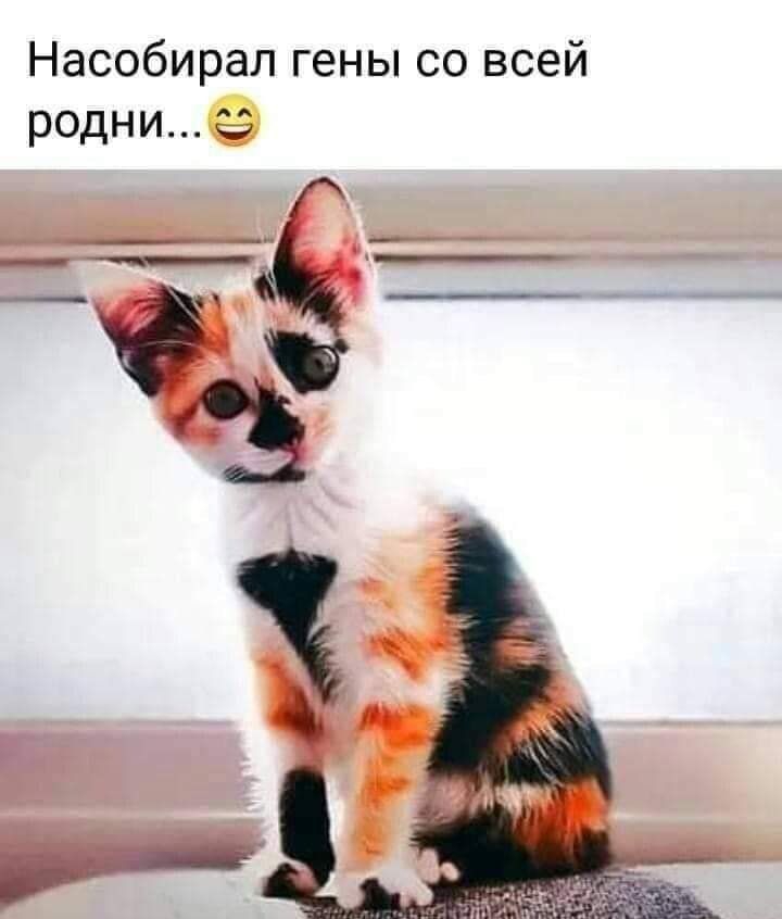Насобирал гены со всей родни г ___ _
