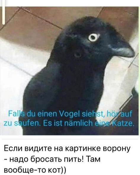 Если видите на картинке ворону надо бросать пить Там вообщето кот