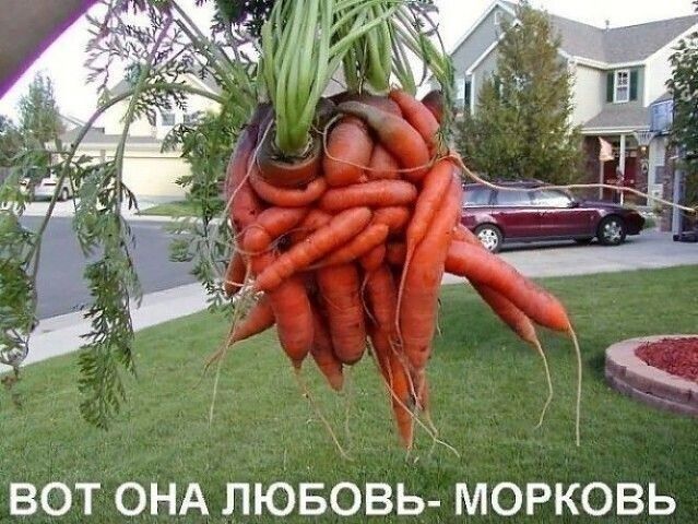 вот онд люБОвБ морковь