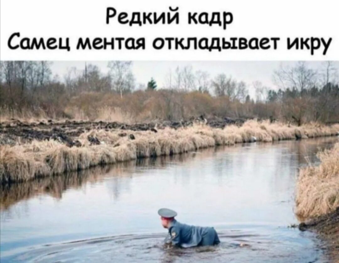 Редкий кадр амец ментая откладывает икру
