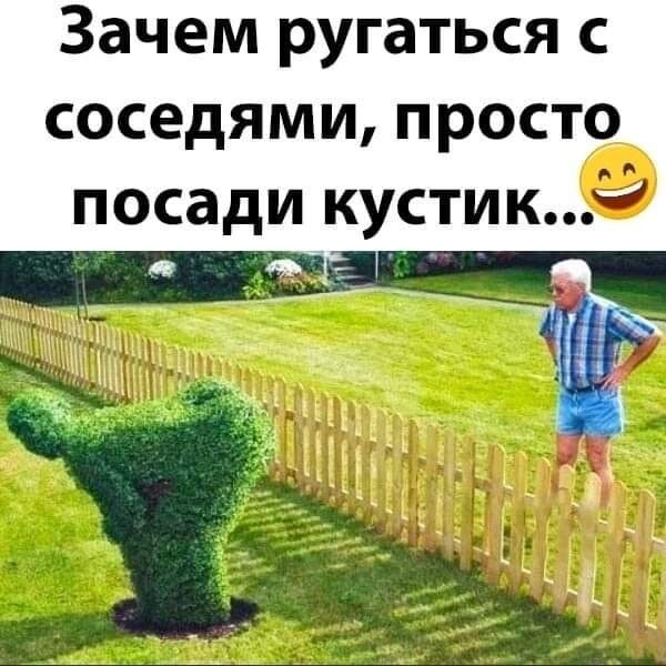 Зачем ругаться с СОСЕДЯМИ ПРОСТО ПОСЗДИ КУСТИК