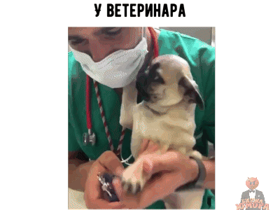 У ВЕТЕРИНАРА
