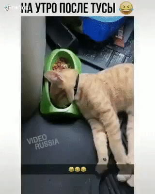 ндутропослвтувы