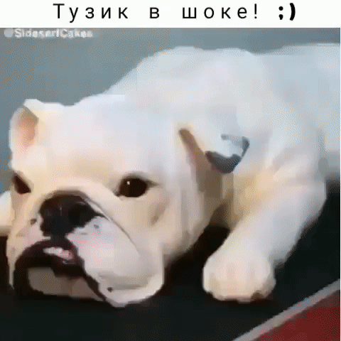 Тузик в шоке
