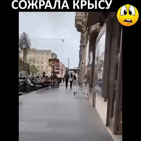 СОЖРАЛА КРЫСУ чё Ъ