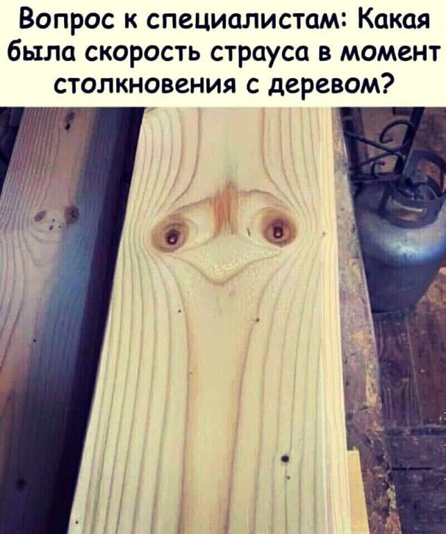 Вопрос к специалистам Какая было скорость страуса в момент столкновения с деревом