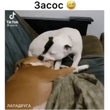 пдпддругд
