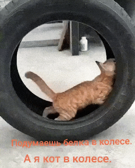 А я кот в колесе