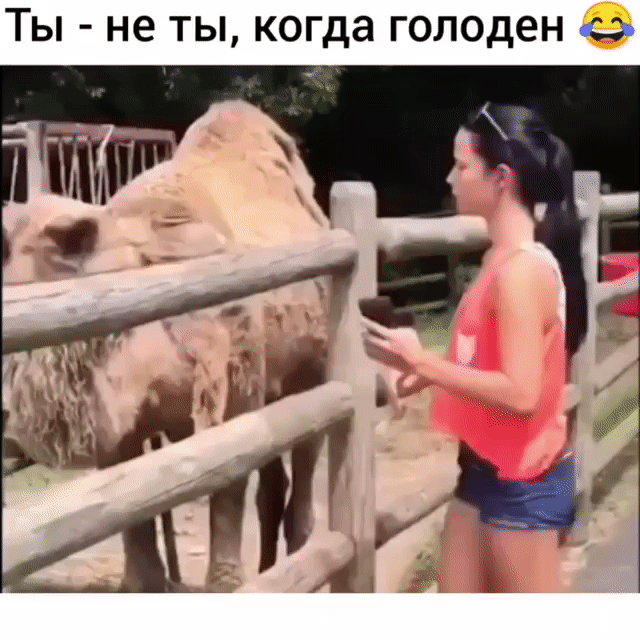 Ты не ты когда голоден о