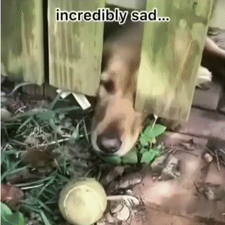 іпсгесііЫу зас ыщ