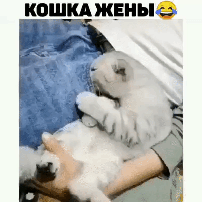 КОШКА ЖЕН Ы