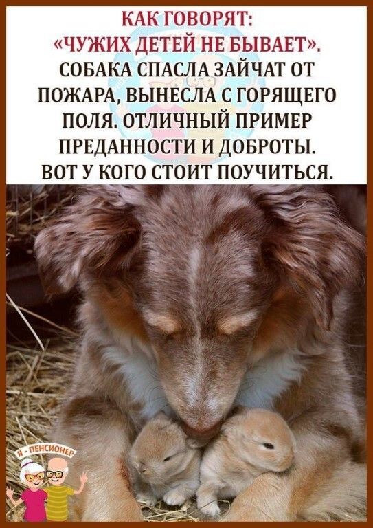 КАК ГОВОРЯТ ЧУЖИХ ДЕТЕЙ НЕ БЫВАЕТ СОБАКА СПАСЛА ЗАЙЧАТ 0Т ПОЖАРА ВЫНЕСЛА С ГОРЯЩЕГО ПОЛЯ ОТЛИЧНЫЙ ПРИМЕР ПРЕДАННОСТИ И ДОБРОТЫ ВОТ У КОГО СТОИТ ПОУЧИТЬСЯ