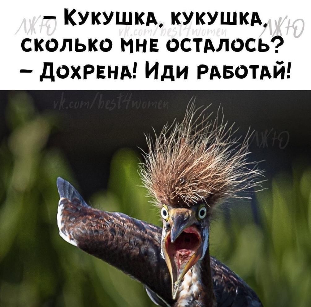 КУКУШКА кукушкд сколько мнв ОСТАЛОСЬ дохрвнд Иди РАБФТАЙ