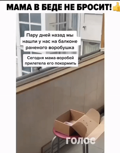 МАМА В БЕдЕ НЕ БРОСИ Пару дней назад мы нашли у нас на балконе раненого воробушка Сегодня мама воробей прилетела его покорить
