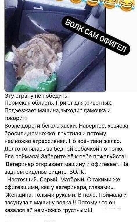 Эту страну не победить Пермская область Приют для животных Подъезжает машинавыодит дамочка и говорит Возле дороги бегала хаски Наверное хозяева бросилинемножко грустная и потому немножко агрессивная Но всё таки жалко долго гоняпась за бедной собачкой по полю Еле поймала Заберите её к себе пожалуйста Ветеринар открывает машину и офигевает На заднем сиденье сидит ВОЛК Настоящий Серый Матёрый С таким