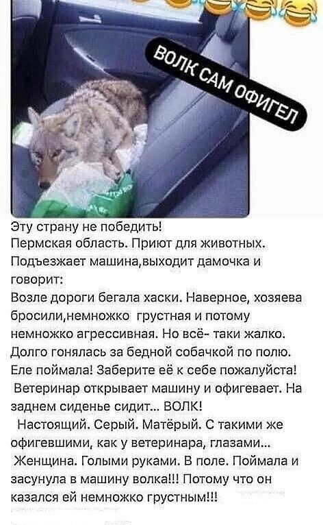 Эту страну не победить Пермская область Приют для животных Подъезжает машинааыходит дамочка и говорит Возле дороги бегала хаски Наверное хозяева бросилимемножко грустная и потому немножко агрессивная Но всё таки жалко долго гонппась за бедной собачкой по полю Еле поймала Заберите её к себе пожалуйста Ветеринар открывает машину и офигевает На заднем сиденье сидит ВОЛК Настоящий Серый Матёрый с таки