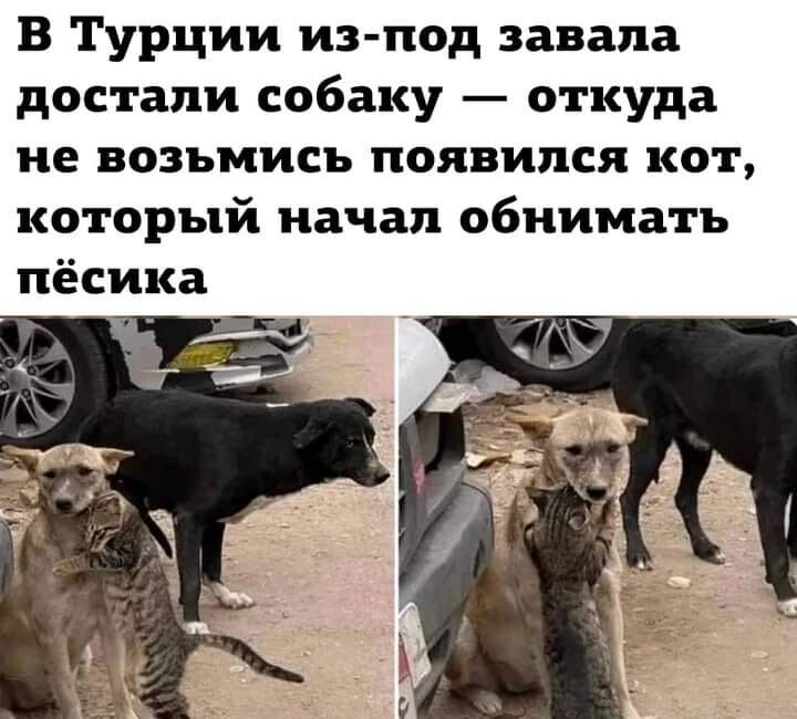 В Турции из под завала достали собаку откуда не возьмись появился кот который начал обнимать пёсика