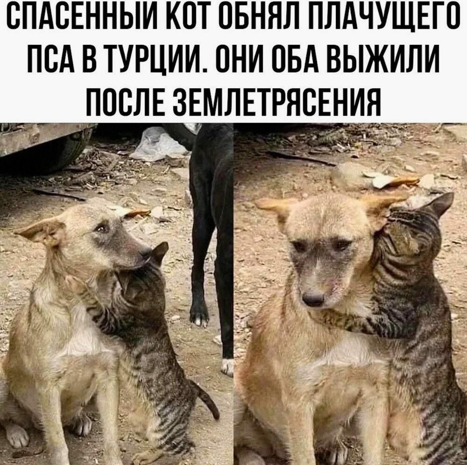 ВПАВЕННЫИ КОТ ОБННЛ ППАЧУЩЕГП ПСА В ТУРЦИИ ОНИ ПБА ВЫЖИЛИ ПППВЛЕ ЗЕМЛЕТРНБЕНИ Я так кг