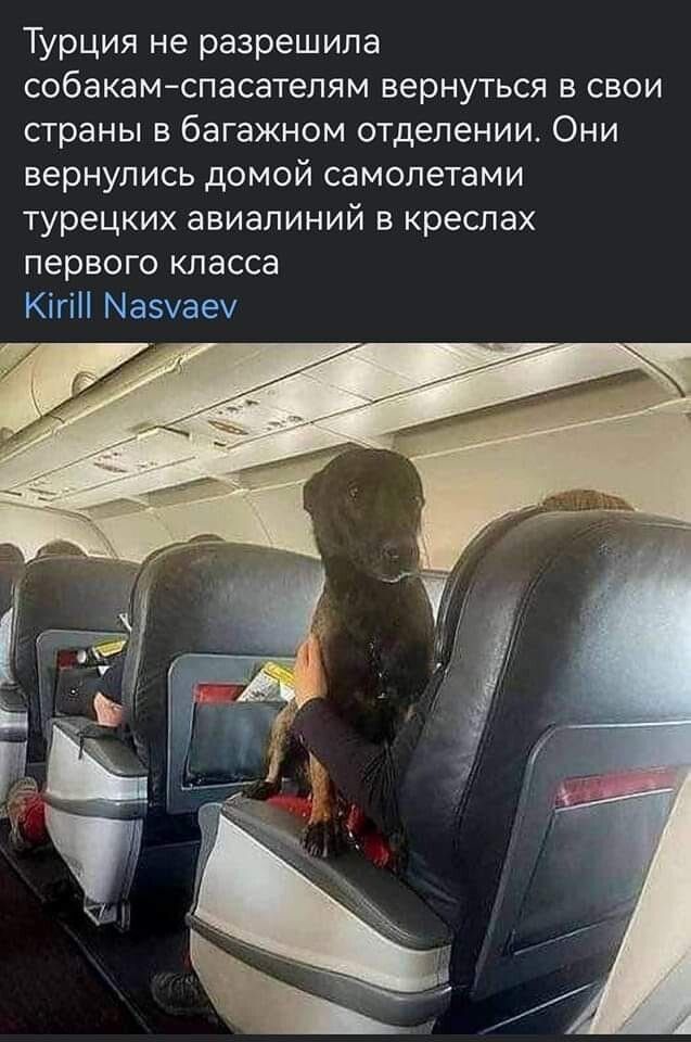 Турция не разрешила собакамспасателям вернуться в свои страны в багажном отделении Они вернулись домой самолетами турецких авиалиний в креслах первого класса ЮГ Ыаэуаеу