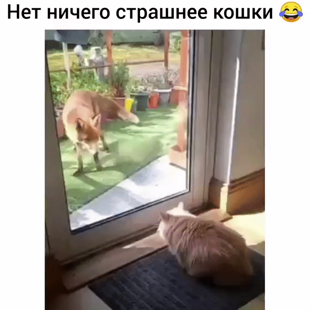 Нет ничего страшнее кошки 9
