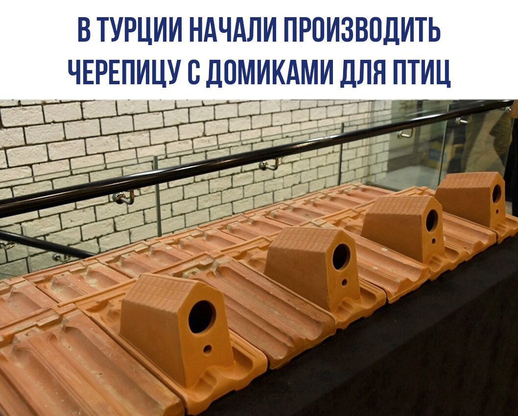 ВТУРЦИИ НАЧАЛИ ПРПИЗВПДИТЬ ЧЕРЕПИЦУ В ДПМИКАМИ ЛЛН ПТИЦ т