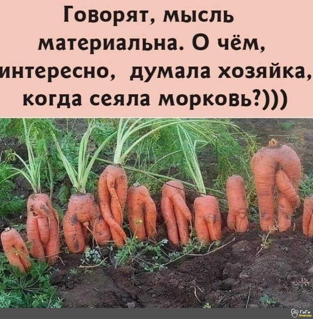 Говорят мысль материальна О чём нтересно думала хозяйка когда сеяла морковь