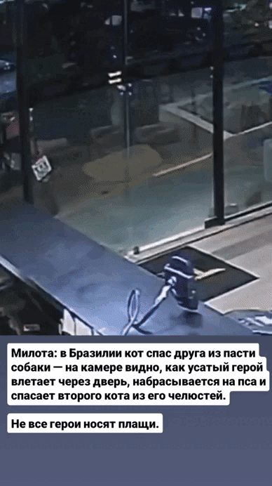 Милота: в Бразилии кот спас друга из пасти собаки — на камере видно, как усатый герой влетает через дверь, набрасывается на пса и спасает второго кота из его челюстей.
Не все герои носят плащи.