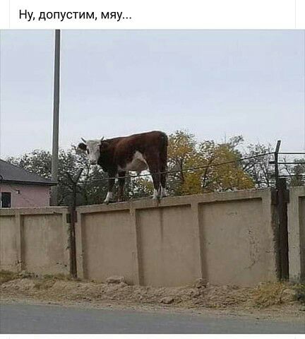 и я м м и т с У п о д Н