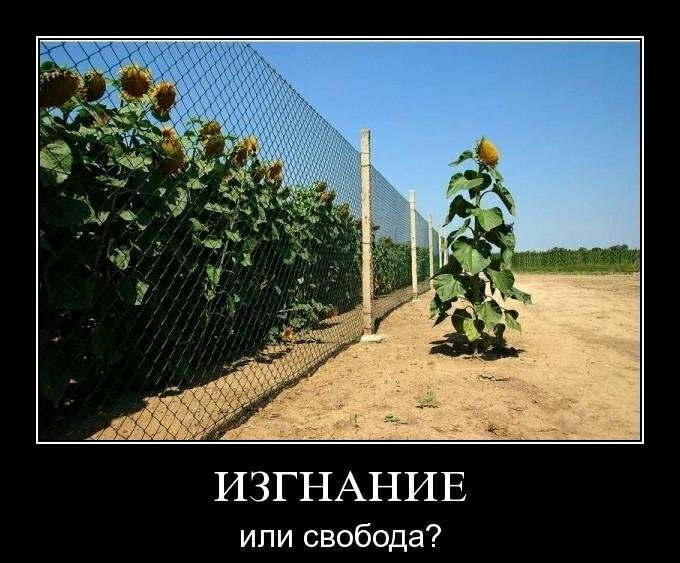 или свобода