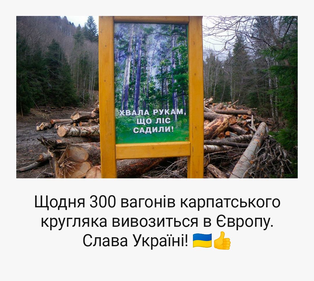 ЧевАлд рукым що лис САДИЛИ Щодня ЗОО вагонів карпатського кругляка вивозиться в Европу Слава Украпні