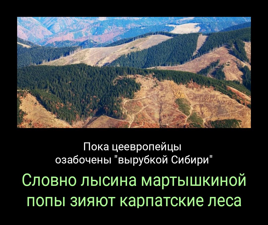 Пока цеевропейцы озабочены вырубкой Сибири Словно лысина мартышкиной попы зияют карпатские леса