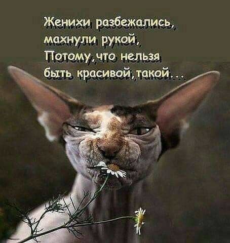 женихи позбчжапись