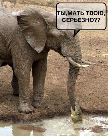 ТЫМАТЬ твою СЕРЬЕ3Н0