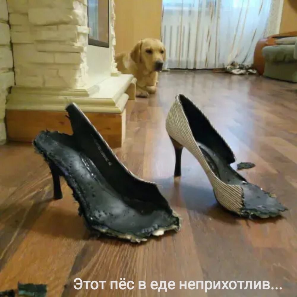 Этот пёс в еде неприхотлив