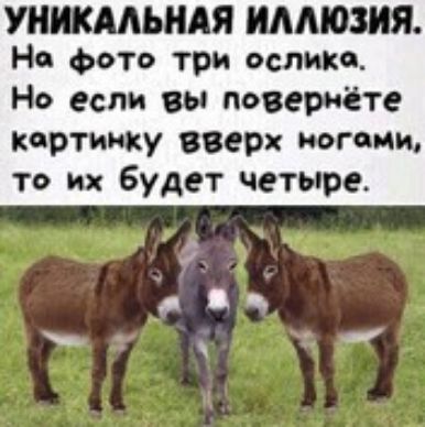жилым иллюзия На Фото три ослика Н если вы посешёте картинку вверх кос иии то их будет четыре