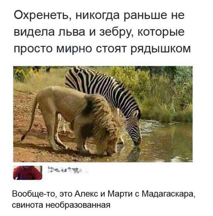 Охренеть никогда раньше не видела льва и зебру которые просто мирно стоят рядышком Вообщето это Алекс и Марти с Мадагаскара свинота необразованная