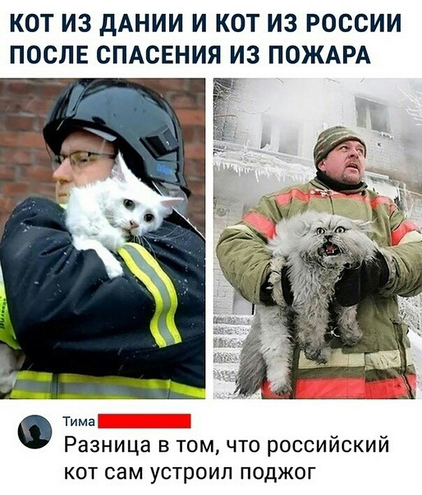 КОТ ИЗ ДАНИИ И КОТ ИЗ РОССИИ ПОСЛЕ СПАСЕНИЯ ИЗ ПОЖАРА Тима Разница в том что российский кот сам устроил поджог