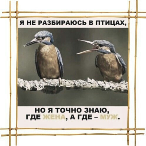44 я НЕ гяівииюсь птиціх __ _ _ ____ы___ но я точно ЗНАЮ ГдЕ А где _ Ё